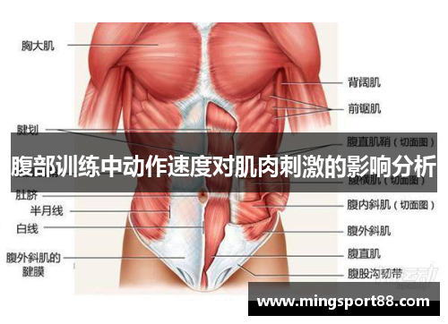 腹部训练中动作速度对肌肉刺激的影响分析